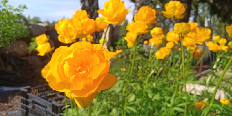 Trollius × cultorum 'Earliest of All' Tarhakullero